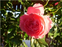 9c4b6bc4-Picture 3166.jpg